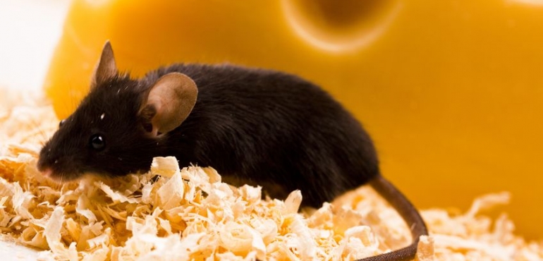 Rodents in the Rafters: Do You Need Rodent Removal in Baltimore MD?