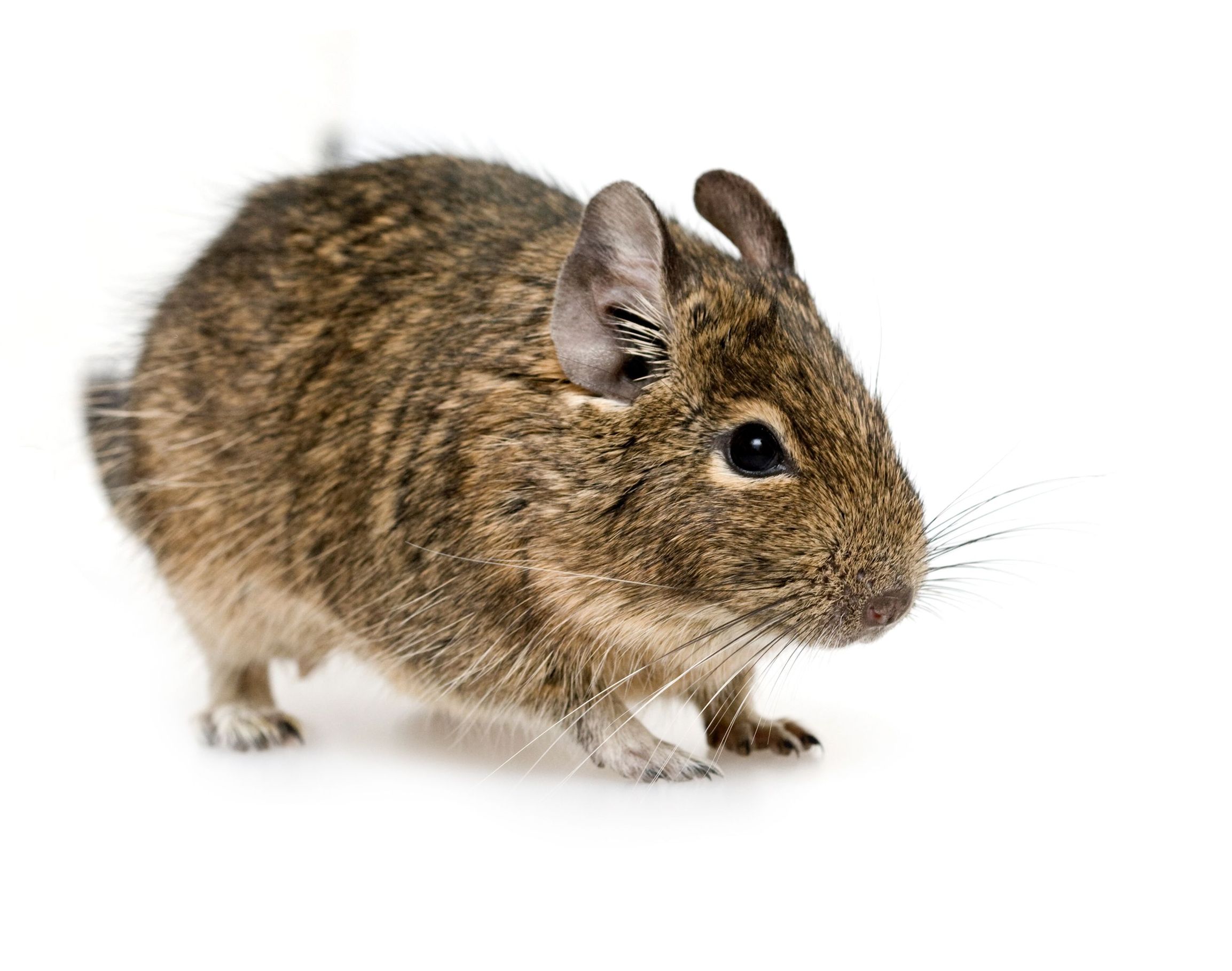 Hiring Mice Control Services