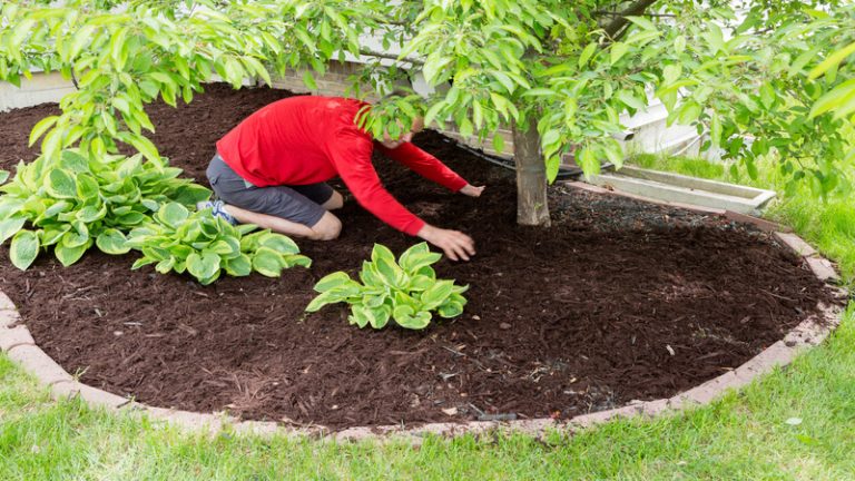 Reasons Why a Homeowner Needs to Hire a Professional To Perform Lawn Services in Bonita Springs FL