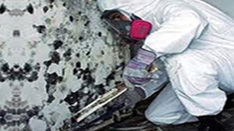 Hire Professionals For Mold Damage Recovery