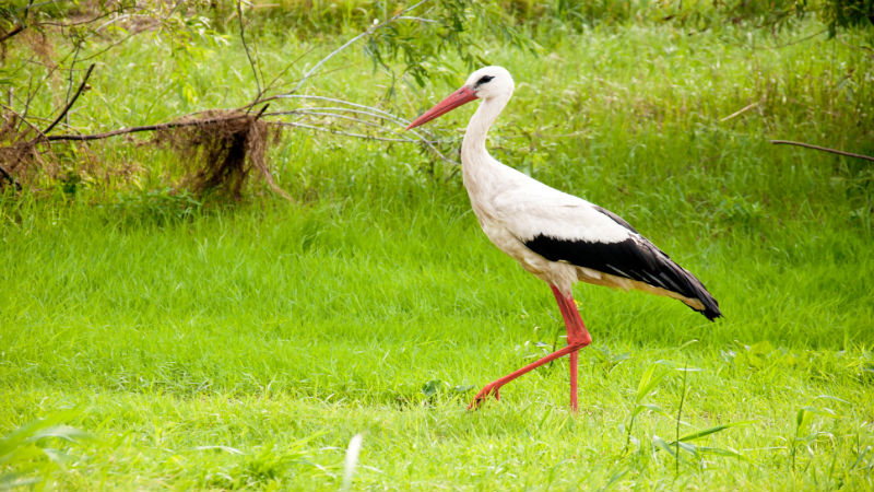 Contact a Professional for Fast Geese Removal in Columbus OH