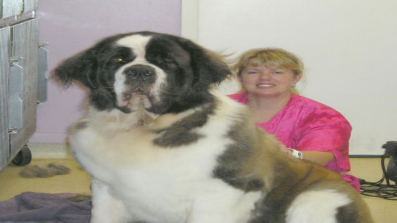 A Variety Of Advantages With Bringing A Dog To A Pet Grooming Service