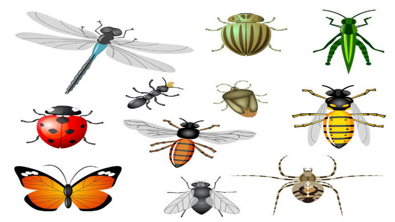 Ant Control in Anne Arundel County That is Safe and Effective