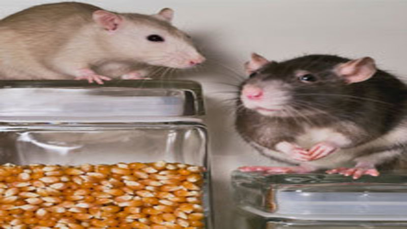 Count on the Leader among Rodent Control Companies in Revere, MA