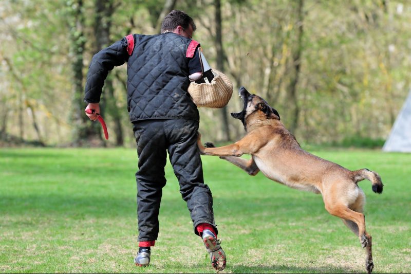 Reasons Apartment Dwellers Should Sign Up For Obedience Training For Dogs in Chicago