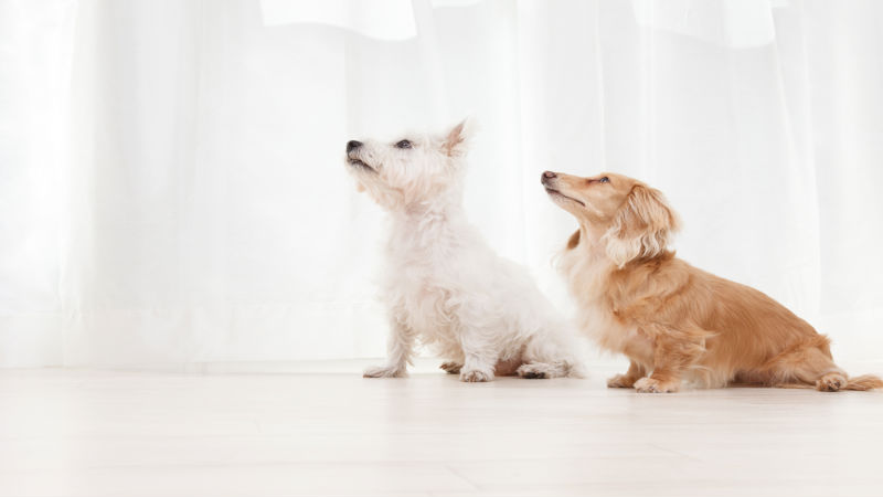 Preparing for Your Pet’s First Visit to the Groomer