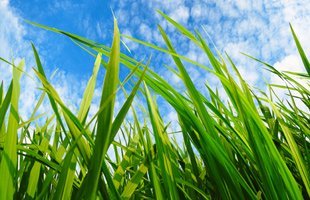 Applying Effective and Conservative Measures for Weed Control in Spokane