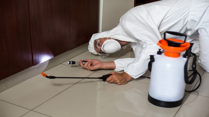 Reliable Bed Bug Detection for Home and Business