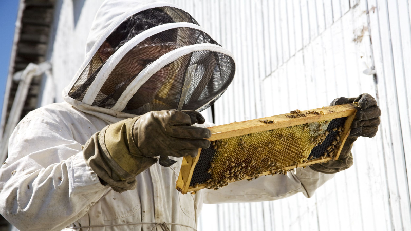 Home Pest Control in Peachtree City, GA, Near You