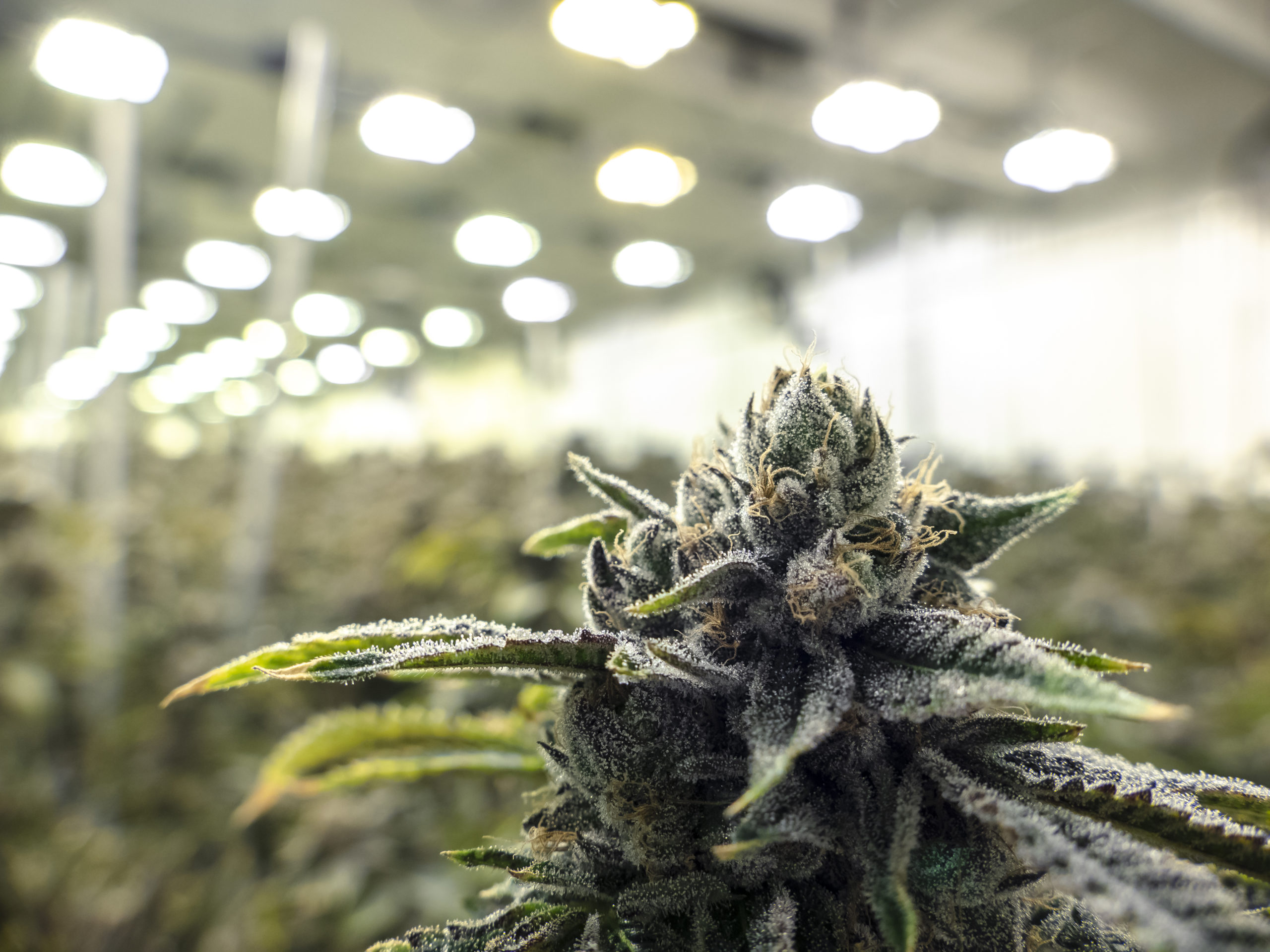 Marijuana Facility Design Ideas