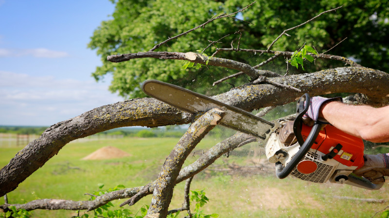 A Professional Tree Stump Grinder in Peachtree City, GA, Works with Trees of All Types and Conditions
