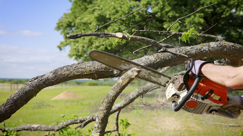 Why You Should Use a Tree Stump Grinder in Peachtree City, GA