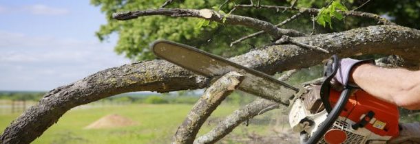 Call the Most Reliable Emergency Tree Service in Marietta, GA