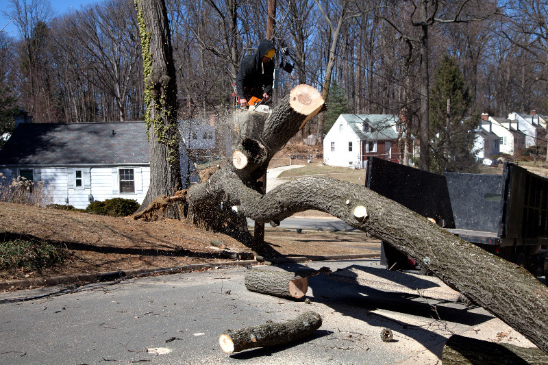 A Tree Service in Smyrna, GA, Can Assist You with Many Things