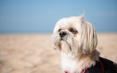 A Mobile Dog Groomer in Fort Collins Can Solve Your Problems