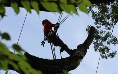 Signs You Need Tree Removal in Marietta, GA