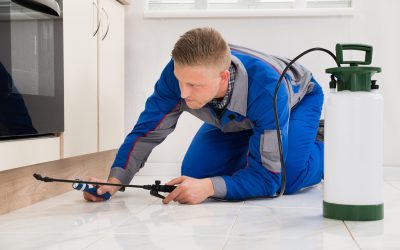 Understanding the Importance of Home Pest Control in Newnan, GA