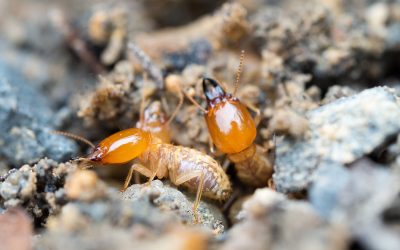 The Importance of Timely and Expert Termite Control in NJ to Preserve Your Home’s Structural Integrity