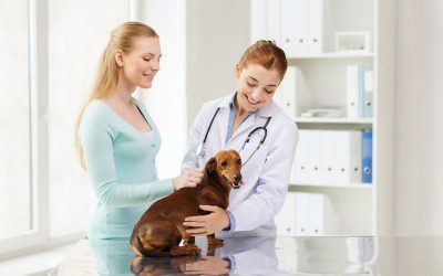 What Sets a 24 Hour Animal Hospital in Renton, WA Apart in Emergency Pet Care