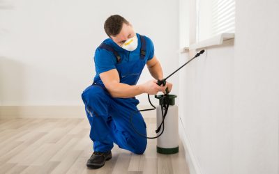 Effective Home Protection Solutions from a Leading Termite Control Company, Morris County, NJ