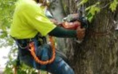 Enhance your yard with professional tree planting service Longmont CO residents trust for healthy landscapes