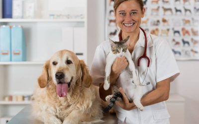 Common Emergencies Addressed by Veterinary Urgent Care for Local Pets